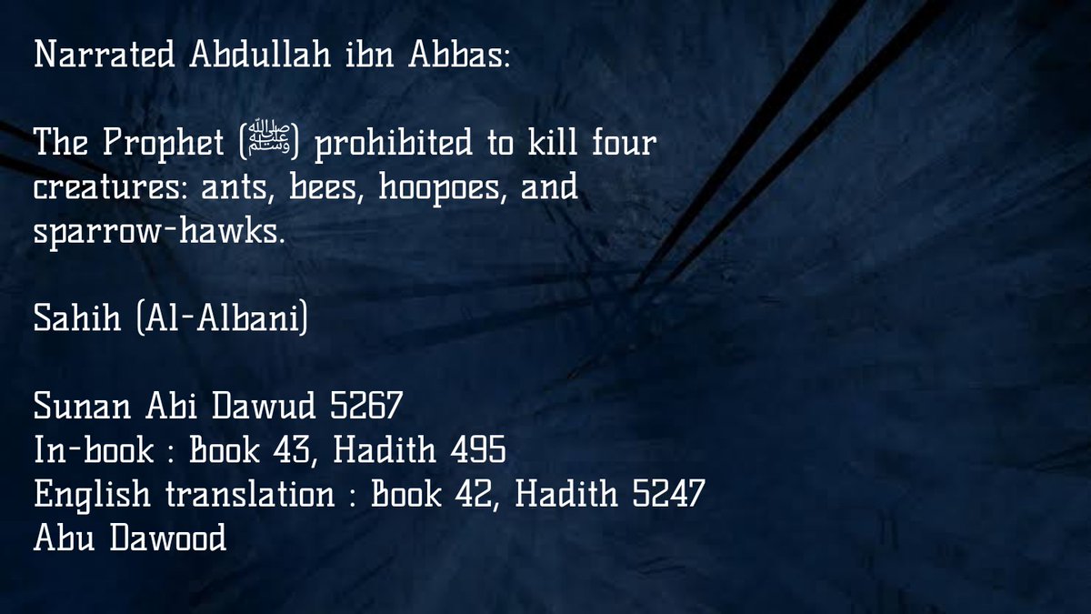 Islamophilia tweet media