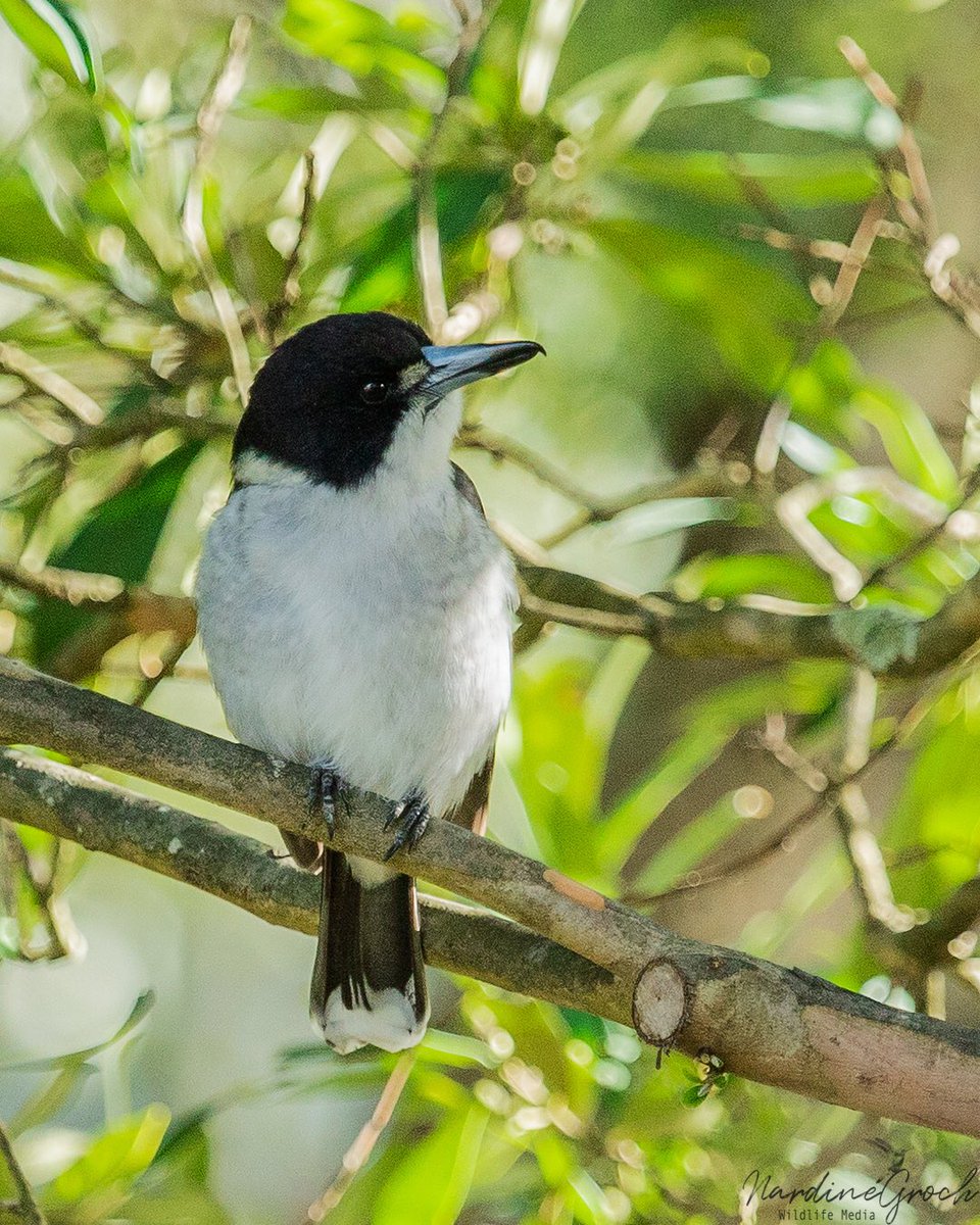 nads6323's tweet photo. My resident Grey Butcherbird who has an iconic and uplifting Australian song! So delightful to finally capture a photo of him! #butcherbird #birdsinbackyards #birdphotography #birds https://t.co/t9AHipxTvj
