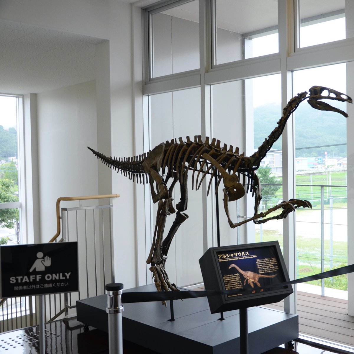 MifuneMuseum's tweet photo. この子ったらま〜た出歩いてもーぅ！
（ただいま開館中）

#Alxasaurus #STAFFONLY = #スタッフ https://t.co/yCtRlFkenX