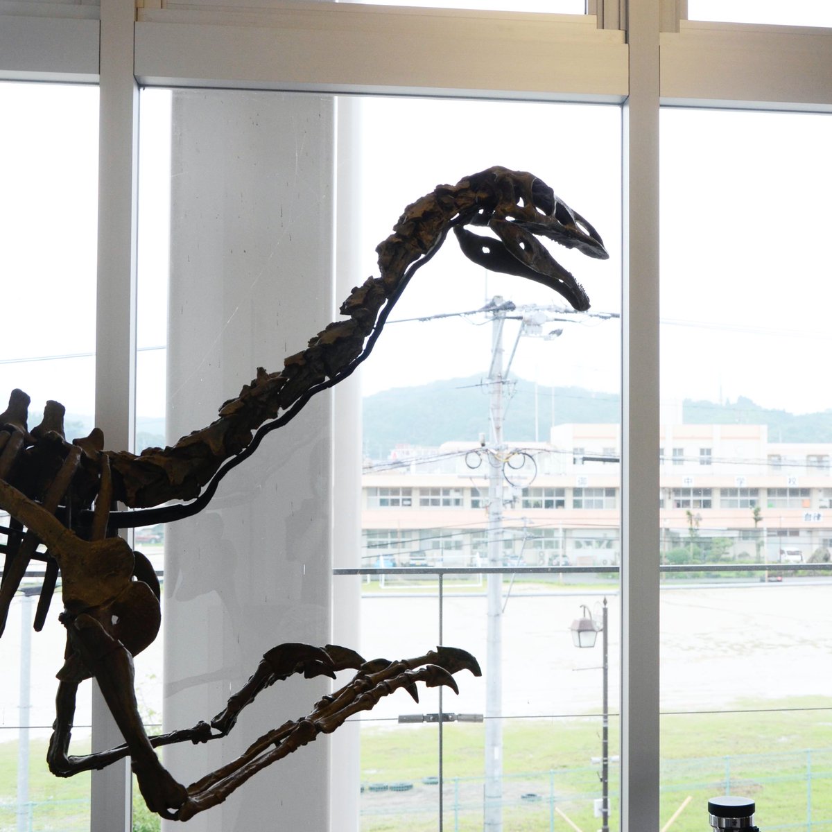 MifuneMuseum's tweet photo. この子ったらま〜た出歩いてもーぅ！
（ただいま開館中）

#Alxasaurus #STAFFONLY = #スタッフ https://t.co/yCtRlFkenX