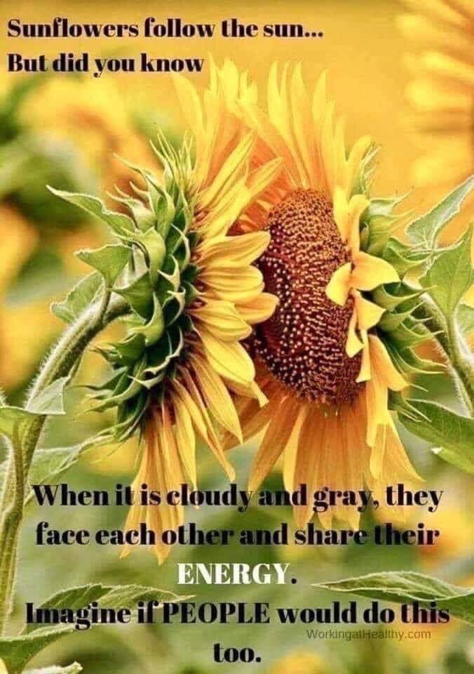 ❤️🌻