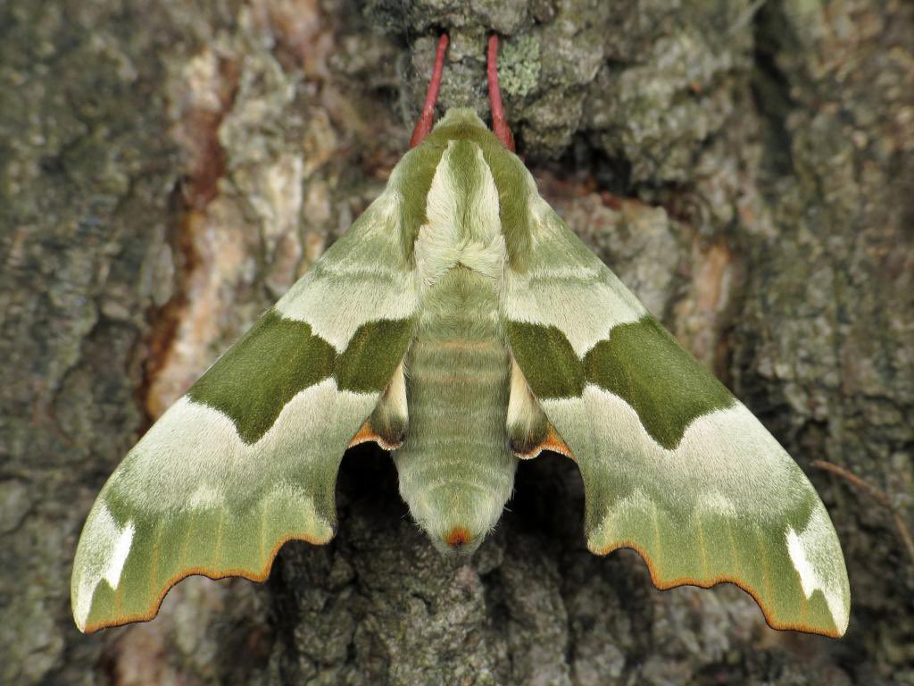 Lime Hawk-MothThis camouflaged species is found in the Palearctic region and Near East, even into Eastern Canada.