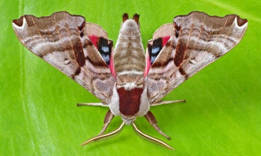 Twin-Spotted Sphinx MothThis species can be found throughout North America, except (interestingly) nowhere in the southern half or western California.