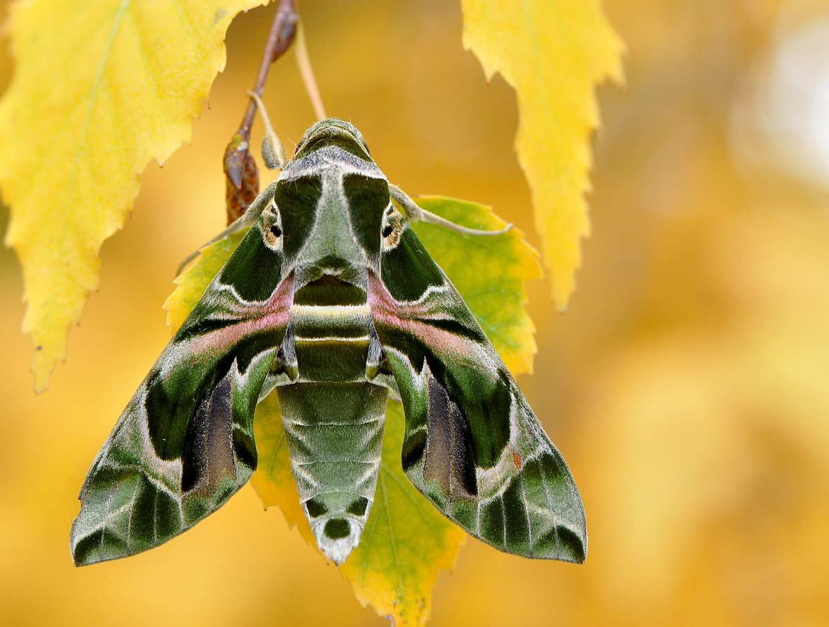 Oleander Hawk-MothThis species is also known as the Army green moth, for rather obvious reasons.
