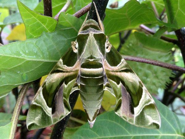 Oleander Hawk-MothThis species is also known as the Army green moth, for rather obvious reasons.