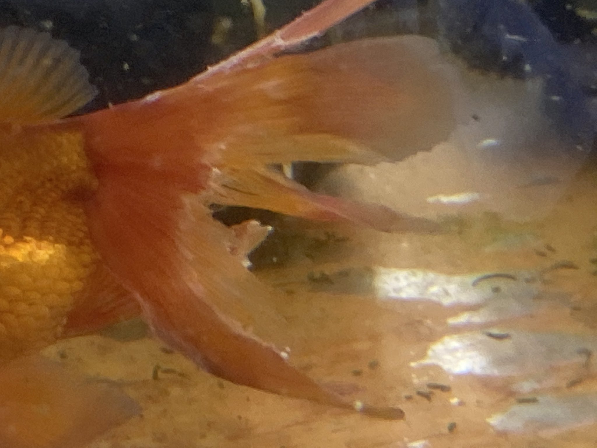 تويتر せいじ ハッピーアクト 金魚マイスター على تويتر 金魚の尾腐れ病の画像です 尾びれが白く濁り出し 欠けていく病気ですね 原因や治療について 記事にしてみました 症状はえぐいですが 比較的治りやすい病気ですね 金魚 尾腐れ病 T Co