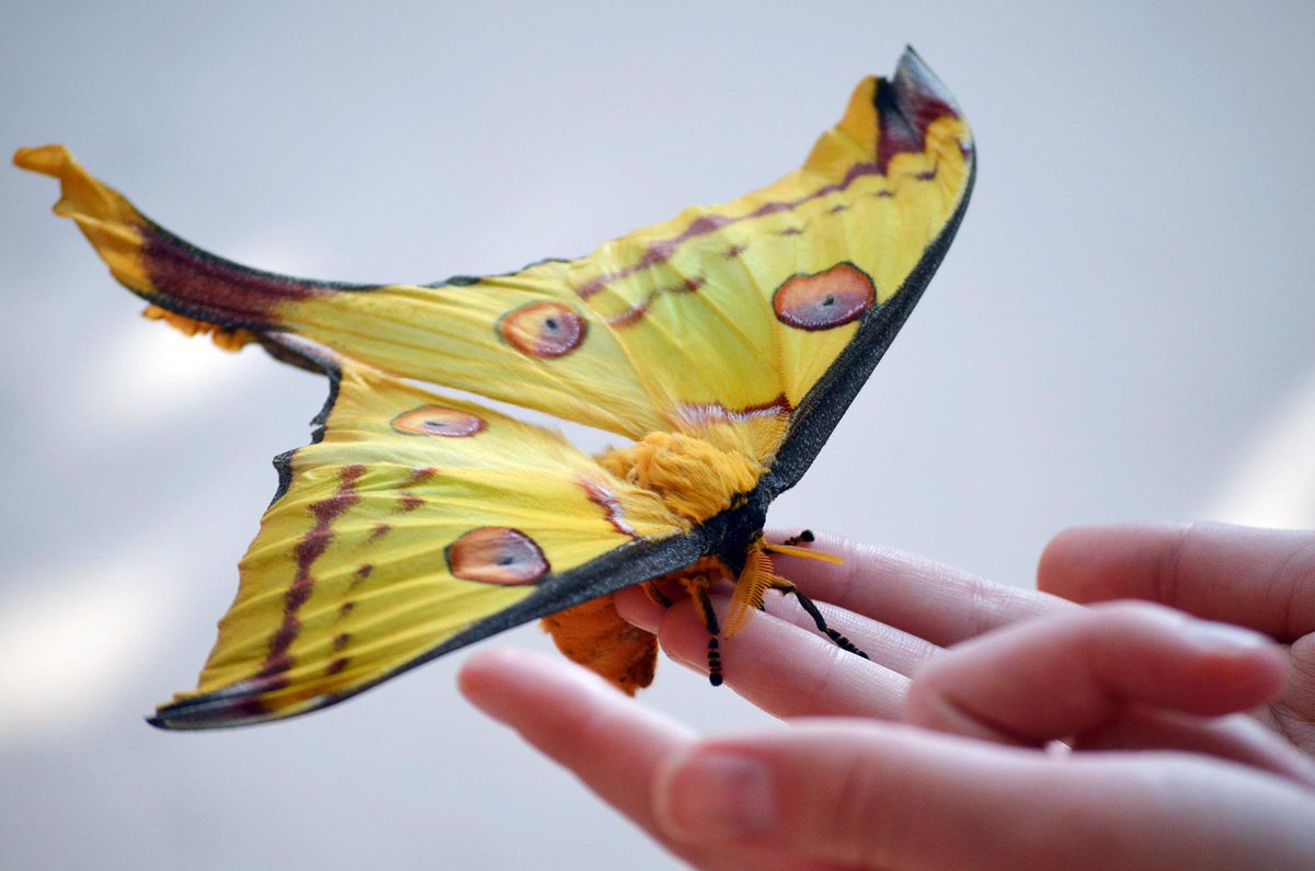 Comet Moth - A species native to Madagascar and one of the world's largest silk moths.