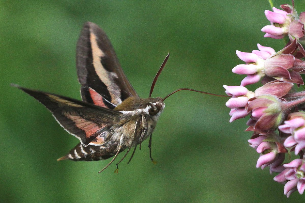 Gallium Sphinx MothThis huge moth has a wingspan that can reach an impressive 8 centimeters. It feeds on flowers at dusk.