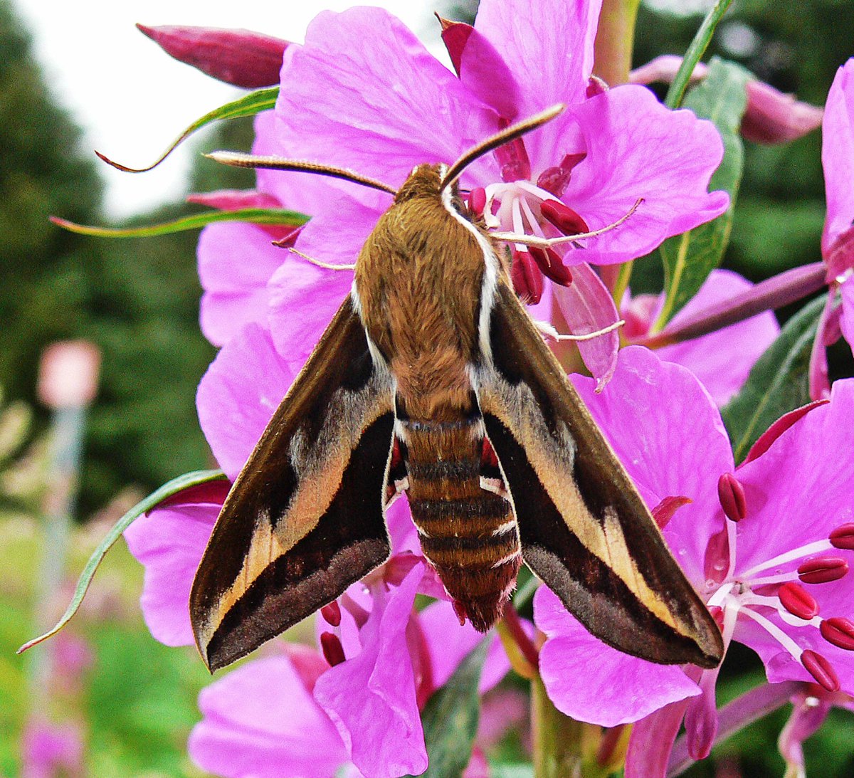 Gallium Sphinx MothThis huge moth has a wingspan that can reach an impressive 8 centimeters. It feeds on flowers at dusk.