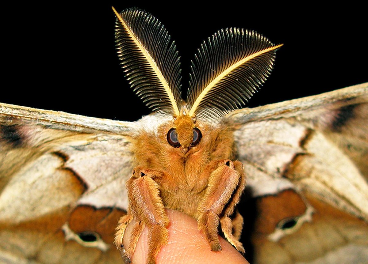 Io MothWith eye-like spots on its lower wings, this species can appear like an animal much larger than it really is, helping to ward off predators.
