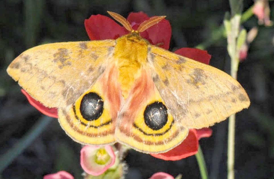 Io MothWith eye-like spots on its lower wings, this species can appear like an animal much larger than it really is, helping to ward off predators.