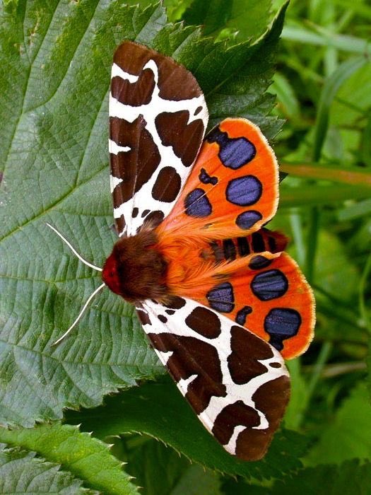 Garden Tiger MothThe vivid pattern on this moth is also meant to ward off predators, warning that the moth is poisonous to eat.