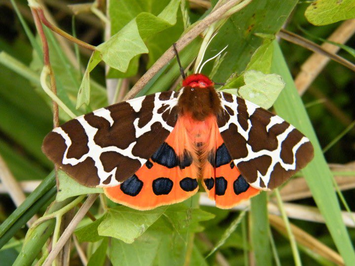 Garden Tiger MothThe vivid pattern on this moth is also meant to ward off predators, warning that the moth is poisonous to eat.