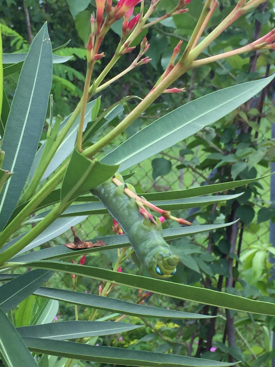 ARJUNWARRIO3's tweet photo. Caterpillar :
Hey you.. Yes you I am so ugly then also you get amazed with me 😁😂😛 #farmhouse #caterpillar #twitter #NaturalBeauty #naturelover https://t.co/8zw7ipd6sW
