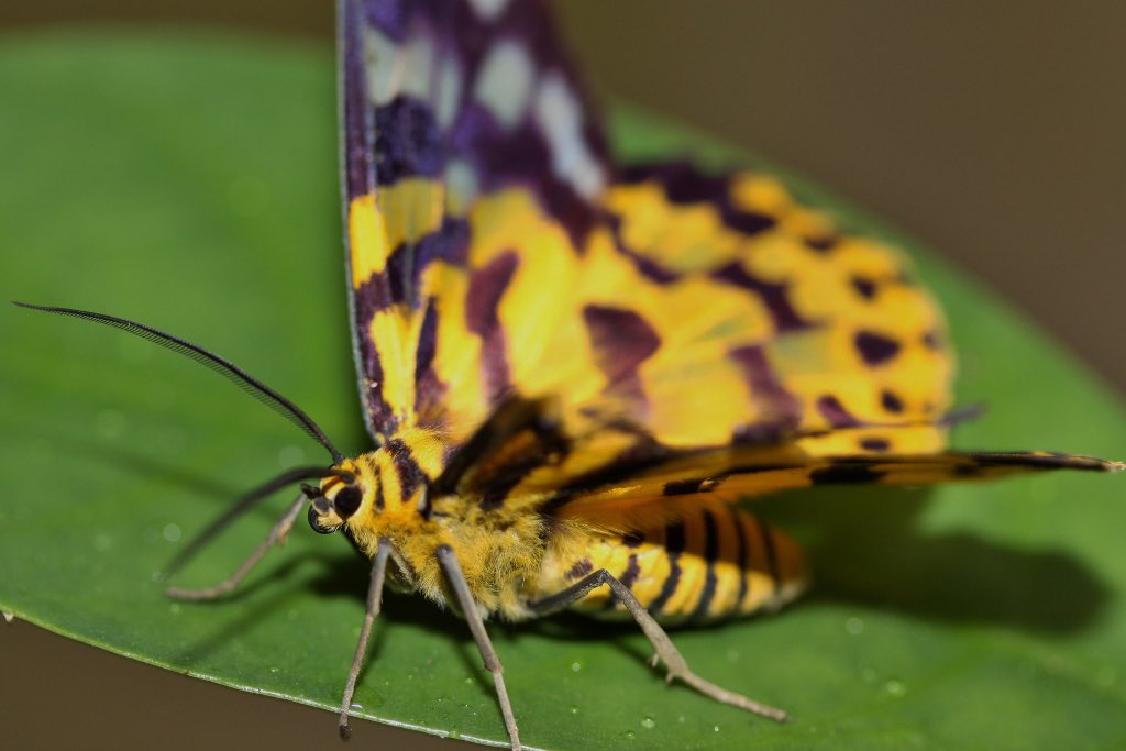 Dysphania Militaris MothEasy to mistake for a butterfly, this moth species is found in southeast Asia and is also called the false tiger moth.