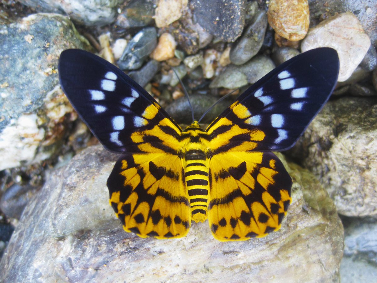 Dysphania Militaris MothEasy to mistake for a butterfly, this moth species is found in southeast Asia and is also called the false tiger moth.