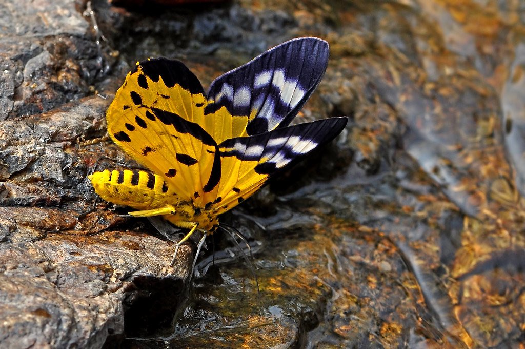 Dysphania Militaris MothEasy to mistake for a butterfly, this moth species is found in southeast Asia and is also called the false tiger moth.
