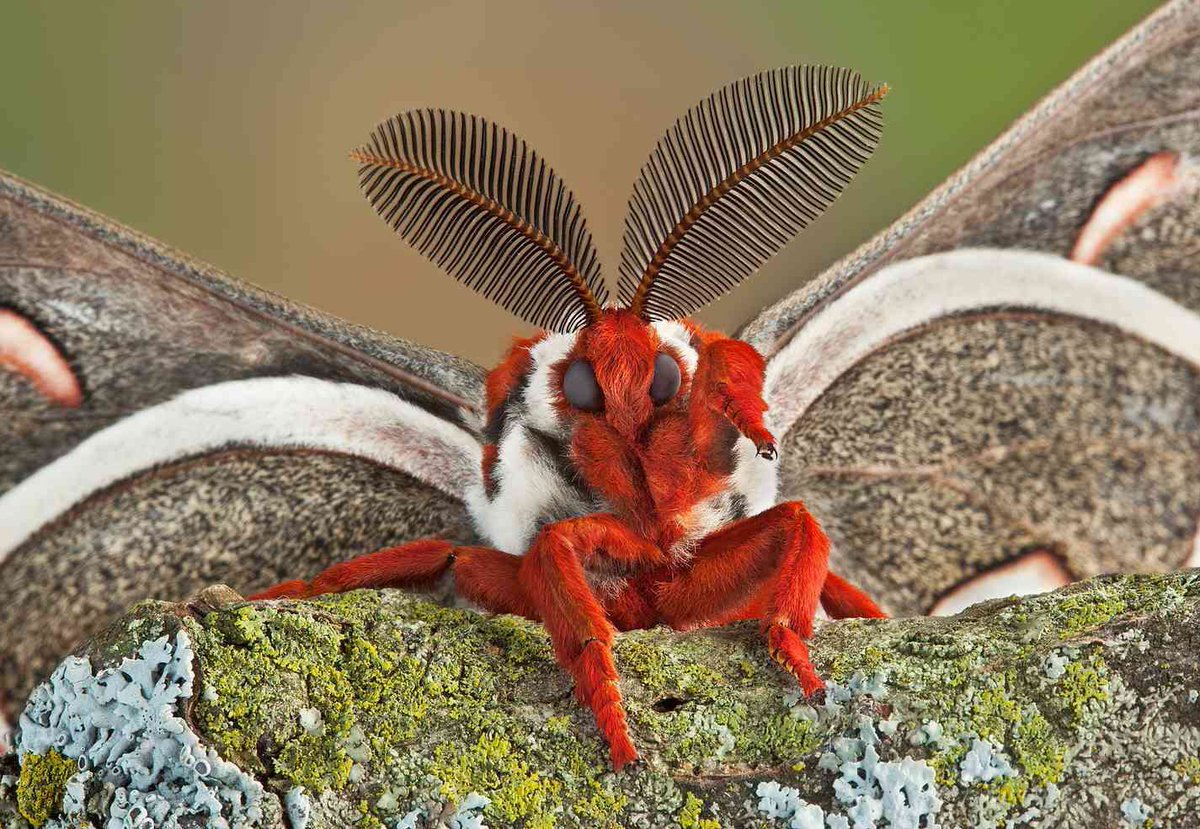 Cecropia MothThis giant silk moth is North America's largest native moth. Like other giant silk-moth species, they are only meant to reproduce when they make it to the adult stage, so they lack a digestive system and live only about two weeks.