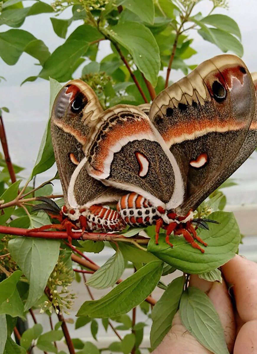 Cecropia MothThis giant silk moth is North America's largest native moth. Like other giant silk-moth species, they are only meant to reproduce when they make it to the adult stage, so they lack a digestive system and live only about two weeks.