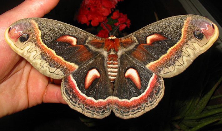 Cecropia MothThis giant silk moth is North America's largest native moth. Like other giant silk-moth species, they are only meant to reproduce when they make it to the adult stage, so they lack a digestive system and live only about two weeks.