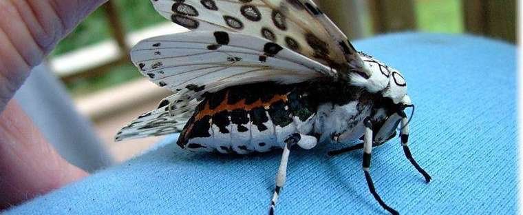 Giant Leopard MothThis flashy species is also called the eyed tiger moth. Its large wingspan of nearly 8 centimeters gives it plenty of room to flash the patterns on its wings.