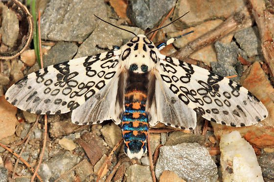Giant Leopard MothThis flashy species is also called the eyed tiger moth. Its large wingspan of nearly 8 centimeters gives it plenty of room to flash the patterns on its wings.