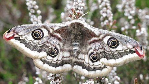 Emperor MothThis lovely species is found throughout the Palearctic region and in the British Isles. The males usually fly around during the day looking for females, which usually only fly at night. Odd, but the timing seems to work for the species.