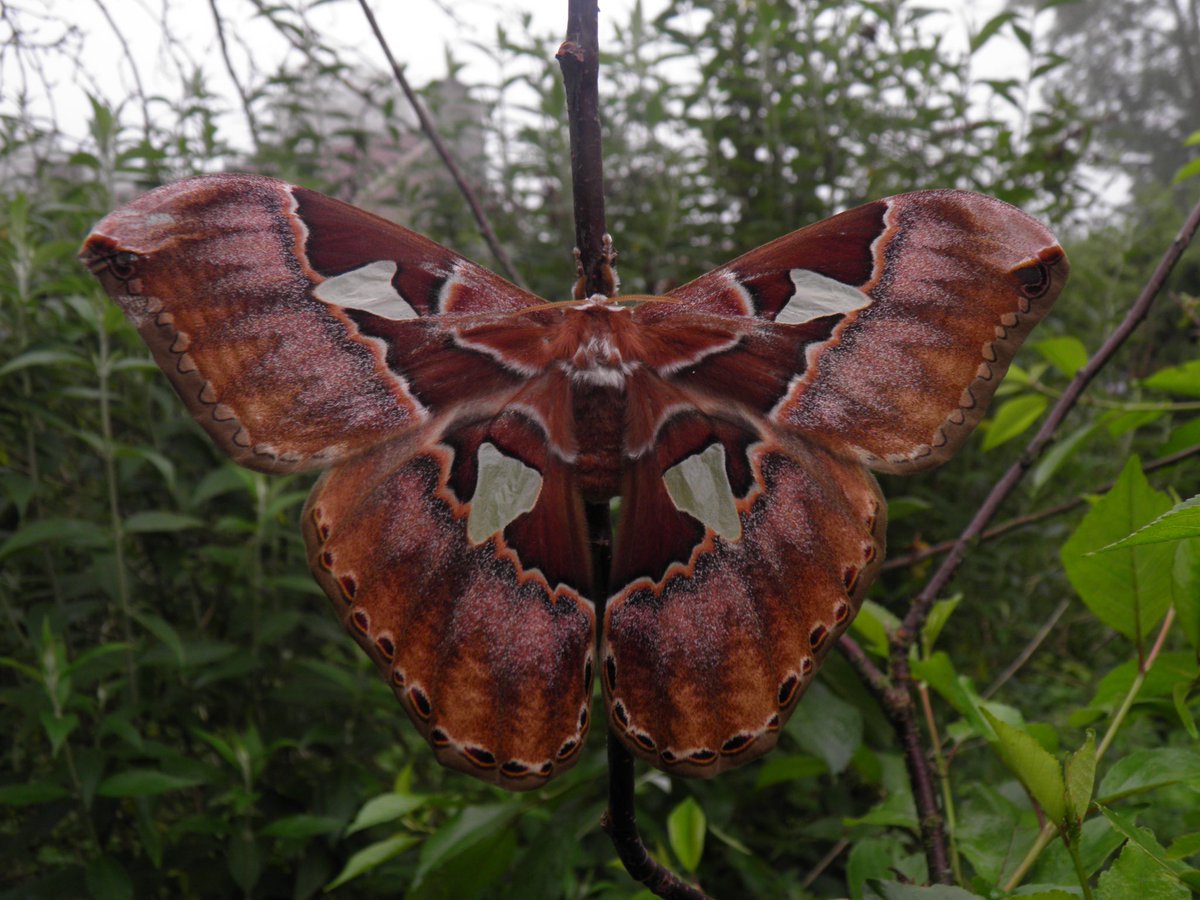 Rothschildia AurotaThis species prefers to keep things formal with no common English name. It is found in North and South America.