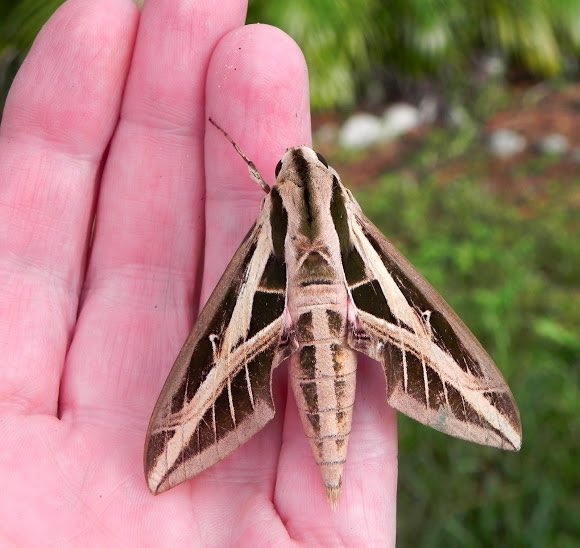 White-Lined Sphinx MothThis large species is found from Canada to Central America, and can be spotted from April through October as it flits, hummingbird-like, from flower to flower.