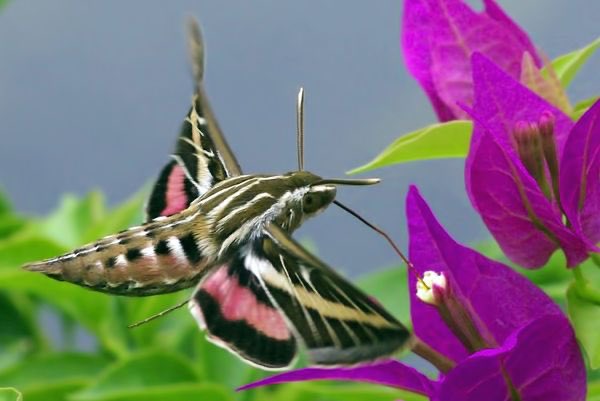 White-Lined Sphinx MothThis large species is found from Canada to Central America, and can be spotted from April through October as it flits, hummingbird-like, from flower to flower.