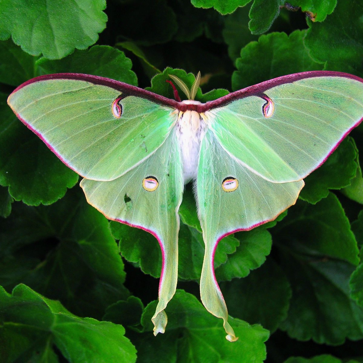Luna MothThe wingspan of this moth can exceed 11 centimeters, making it one of the largest moth species in North America. The huge wings make it all the easier to show off that beautiful light green coloration.