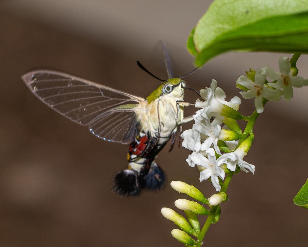 Pellucid Hawk-MothThis unusual species leaves the beautiful coloring to its body, while keeping its wings a minimalist accessory.