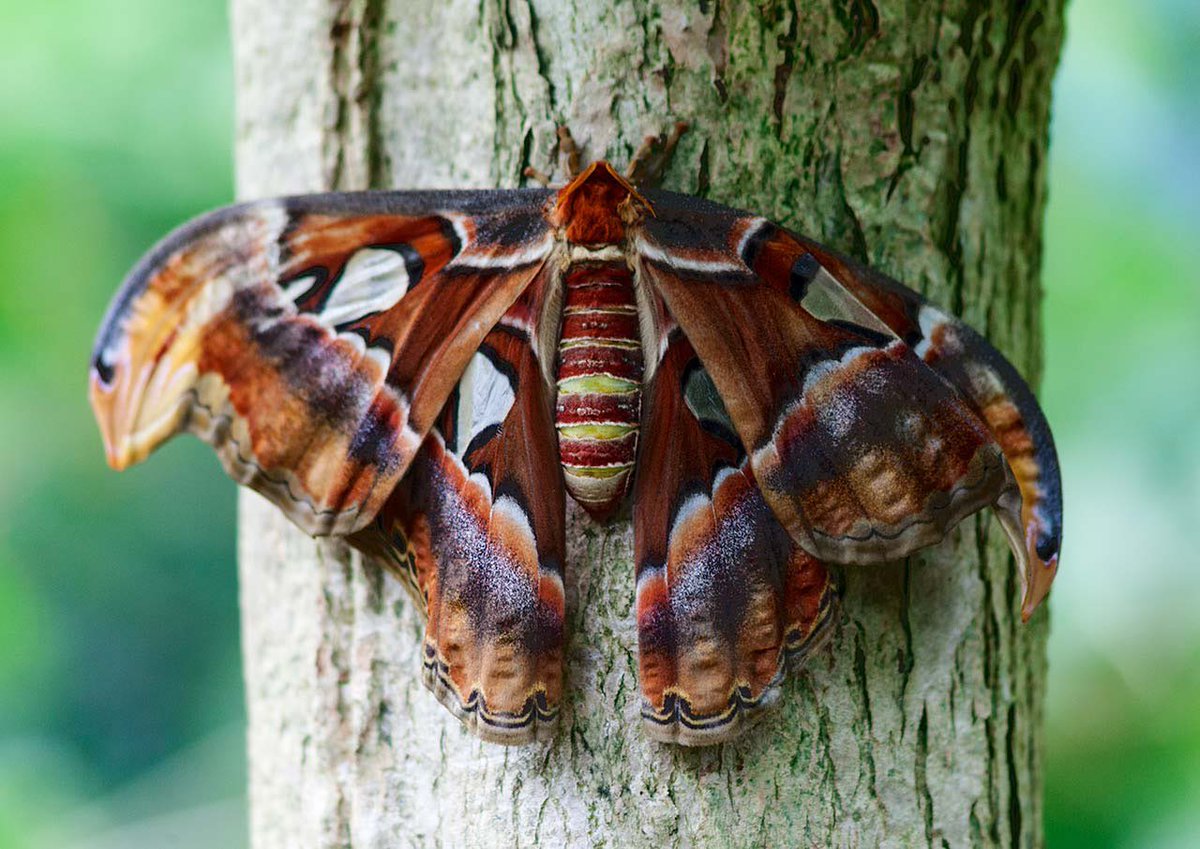 Giant Atlas MothLargest moth in the world?Its wingspan reaches over 25 centimeters (or 10 inches)! It's said to be named after Atlas of Greek mythology, but its Cantonese name translates to "snake's head mouth" after the snake-like profile along the outer edges of its top wings.