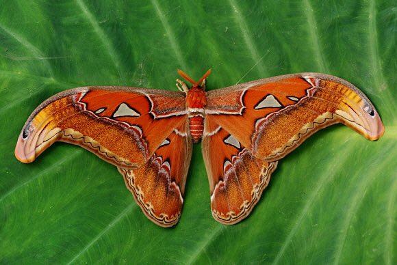 Giant Atlas MothLargest moth in the world?Its wingspan reaches over 25 centimeters (or 10 inches)! It's said to be named after Atlas of Greek mythology, but its Cantonese name translates to "snake's head mouth" after the snake-like profile along the outer edges of its top wings.