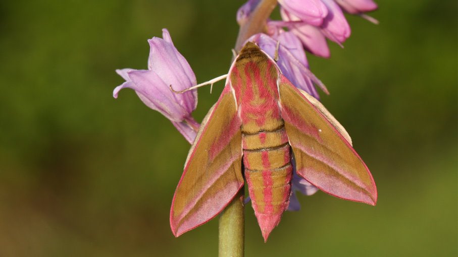 Elephant Hawk-Mothliving in parts of Europe & Asia from Ireland to Japan. Its name refers to its elephant-like aspect, such as wings that spread out like large ears. The pink spots on the body look like the outline of eyes at the top, lead down the body as if a long trunk.