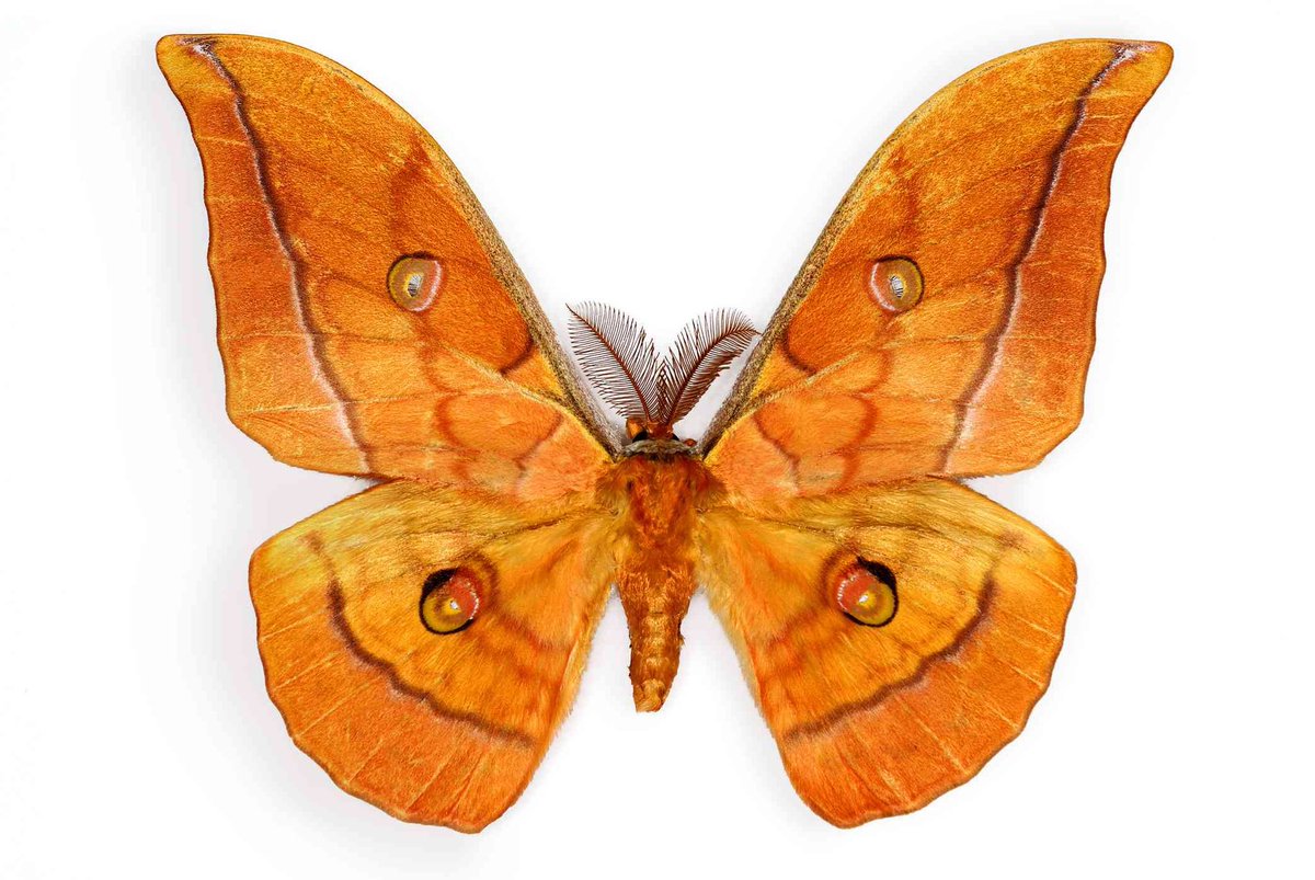 Japanese Silk MothNative to Japan, this silk moth has made its way around the world as an import of the silk trade. It can now be found in southeastern Europe and is spreading north. It has been part of the silk trade for more than 1,000 years.
