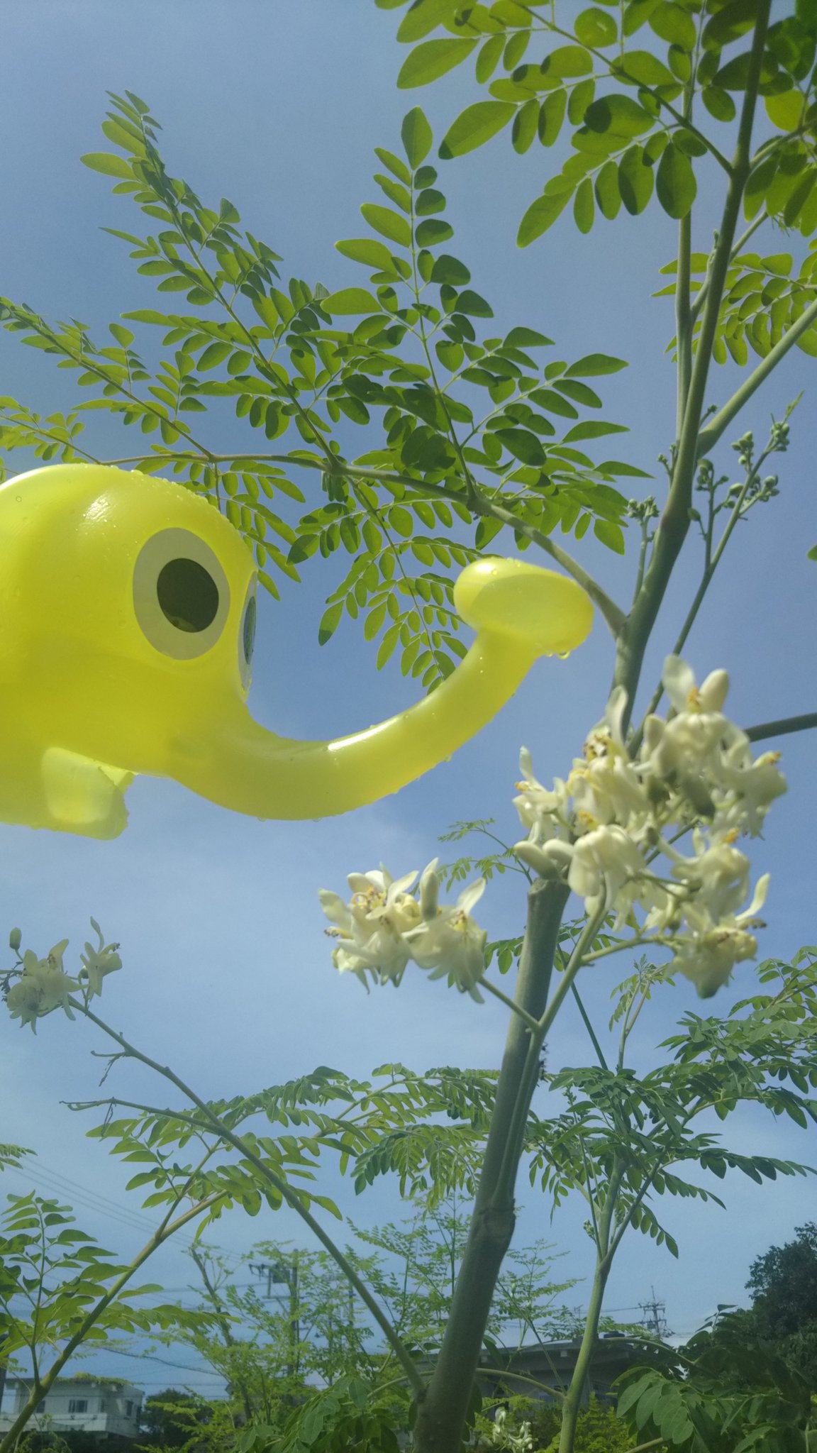 モリンガの花 Twitter Search Twitter