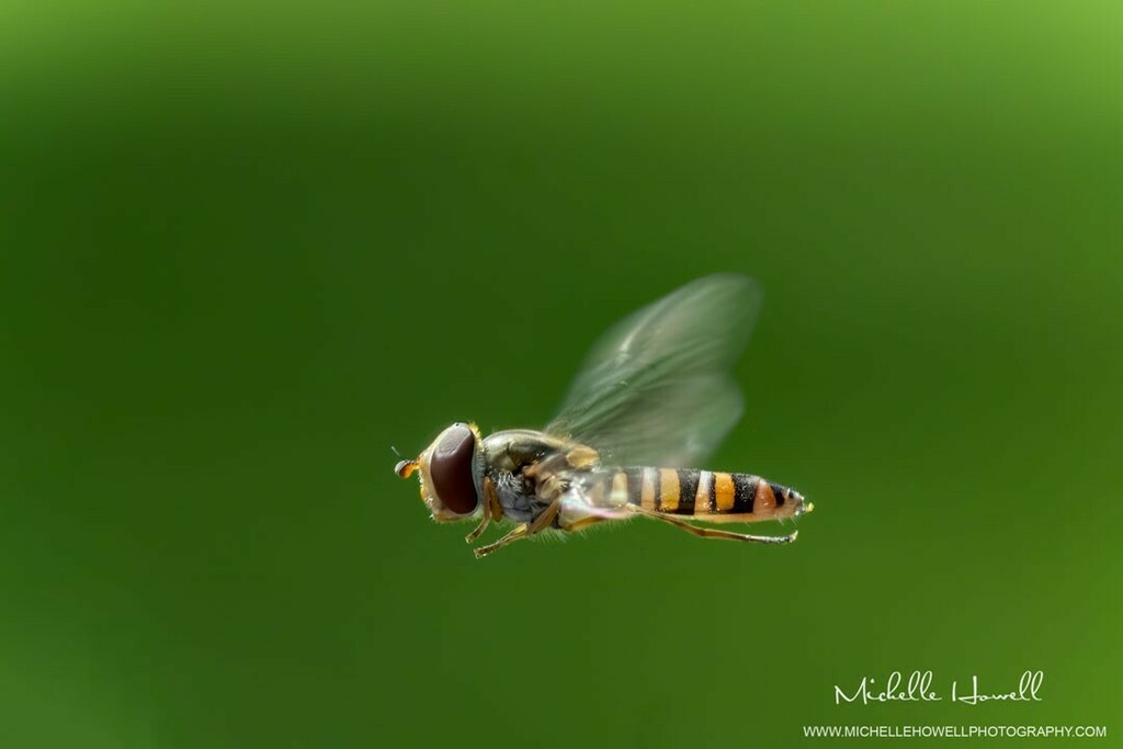 mich_howell's tweet photo. Monday Macro! A Hover Fly doing it’s thing😊
@michellehowellphotos
#hoverfly #hoverflys #macro #wild #wildlife #nature #wildflowers #closeup #wildlifeinthegarden #gardeninsects #naturephotography #NikonD500 @yorkshirelifemag @solentnews #michellehowe… https://t.co/6Z9wxCSzJi https://t.co/YpJWwEcjhk