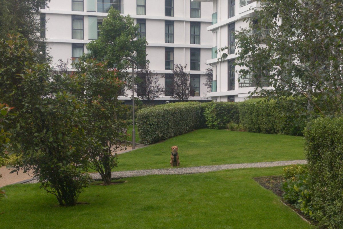 Decided to do some #dogtraining games this morning, Pamela likes to sneak forward when she thinks I'm not looking... #dogs