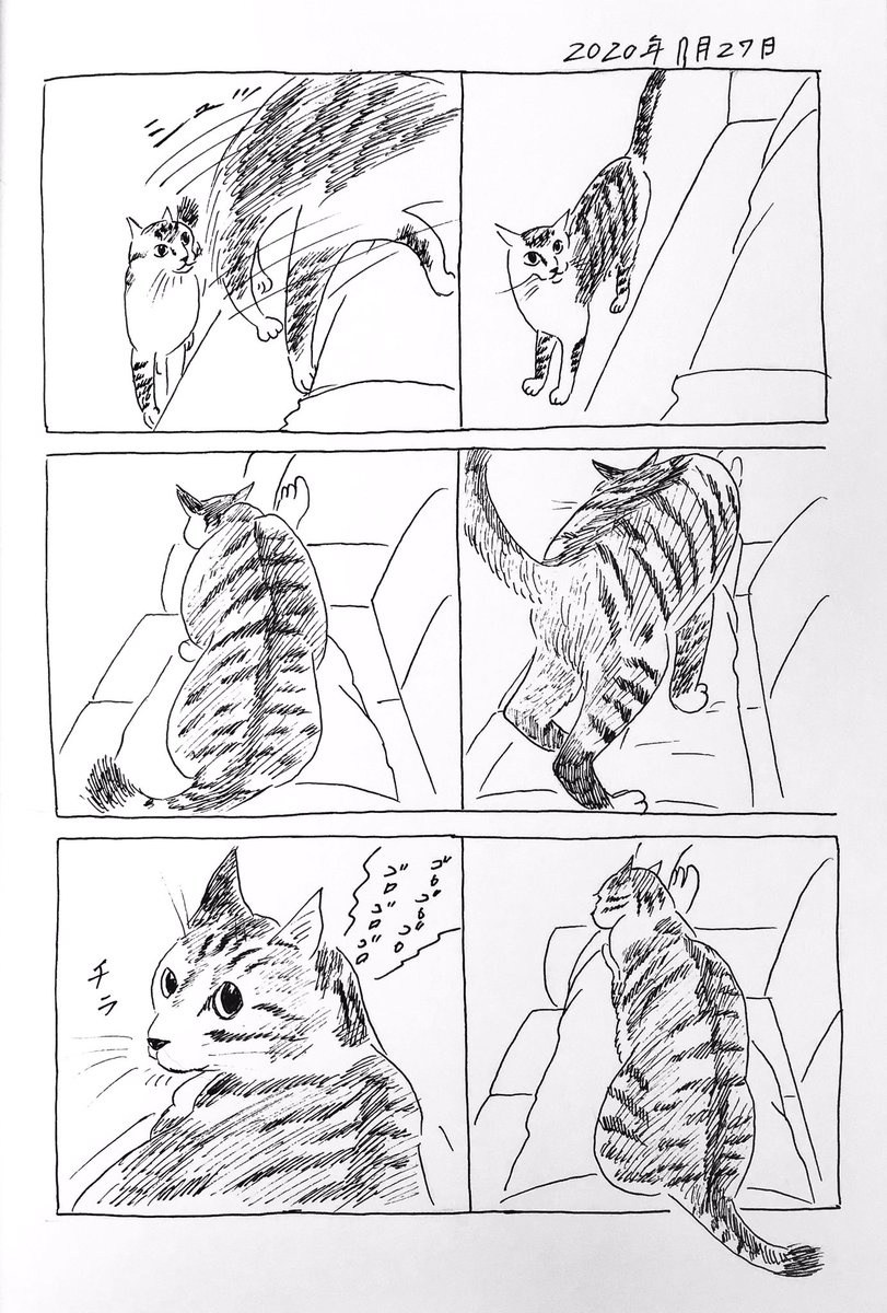 2020/7/27のぎんちゃん  #今日のぎんちゃん 