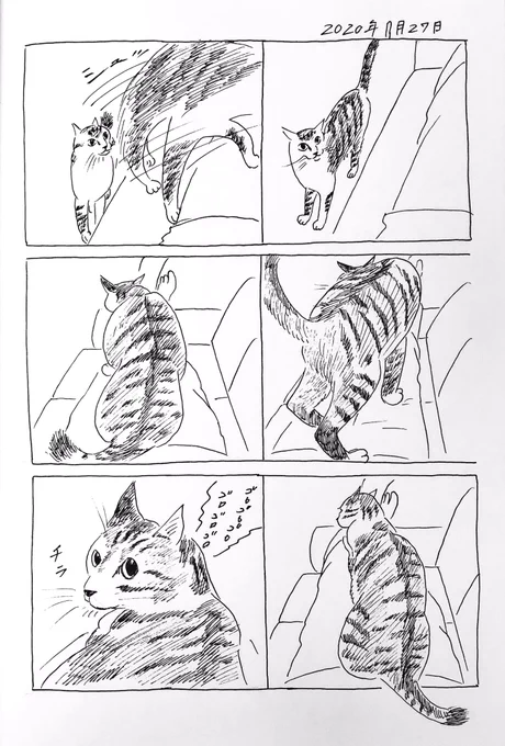 2020/7/27のぎんちゃん  #今日のぎんちゃん 