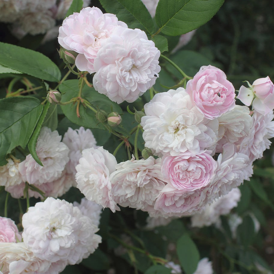 天空のバラ園 園主 右上から時計回りにエンシェンフォンターラウ サリーホルムズ ユアインネルアンブロ ローラダボー 天空の バラ園 Tlを花でいっぱいにしよう T Co D87ntg2ut2 Twitter