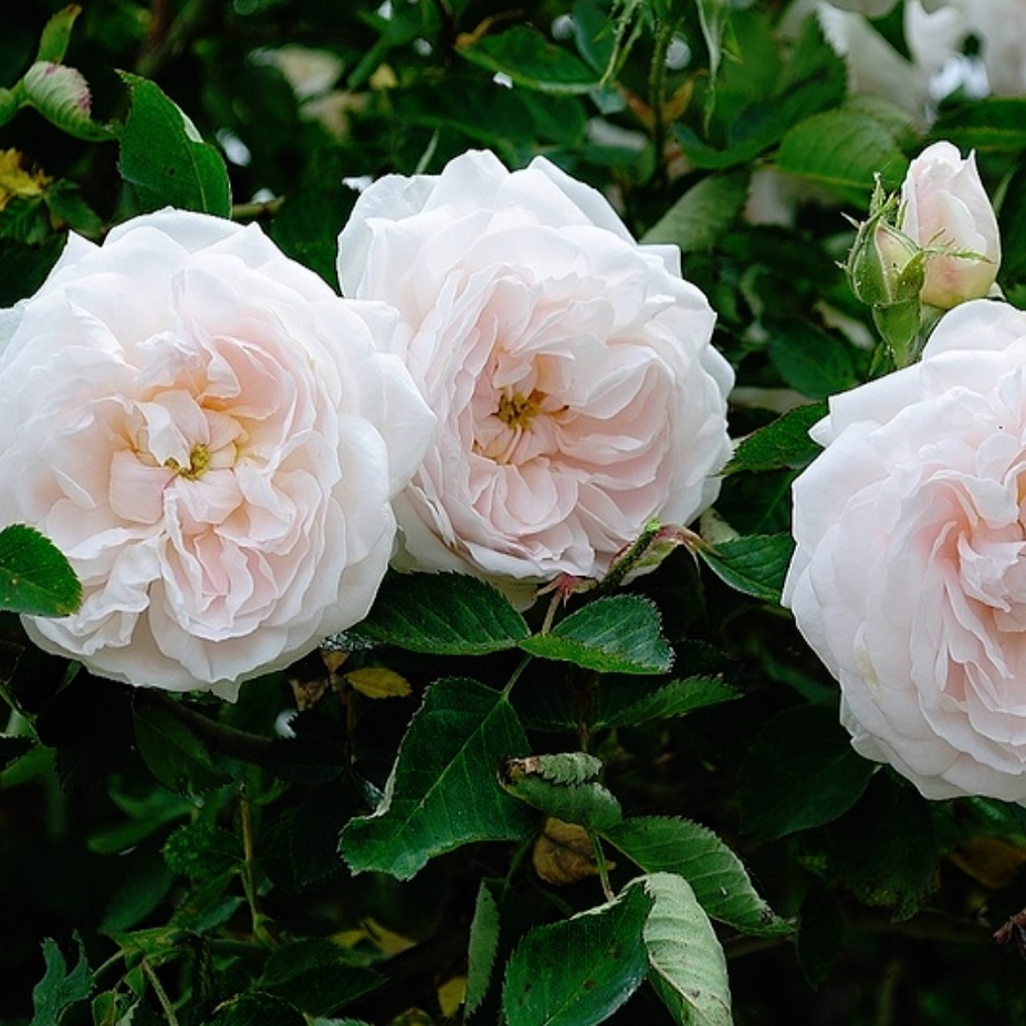 天空のバラ園 園主 右上から時計回りにエンシェンフォンターラウ サリーホルムズ ユアインネルアンブロ ローラダボー 天空の バラ園 Tlを花でいっぱいにしよう T Co D87ntg2ut2 Twitter