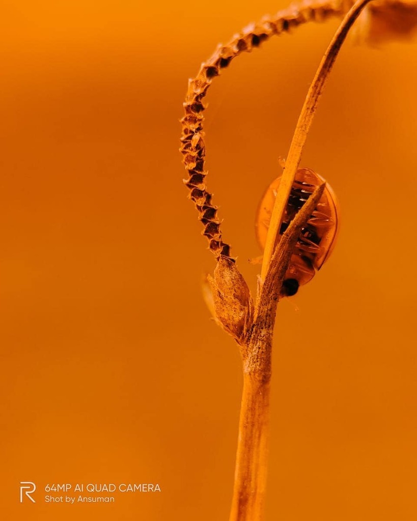 helloansuman's tweet photo. Lens: @apexel.in Prosumer Sony 2.5cm Macro Phone Lens 
________
Phone: @realmeindia #realmeX2pro #realme #shotonrealme 
________
#macro #insect #flying #Lightroom #Lightroom #macroinsect #India #apexelindia #prosumer #colorboost #indianphotographers #pho… https://t.co/oCb9vv8yMb https://t.co/Sfsv8IVBbu