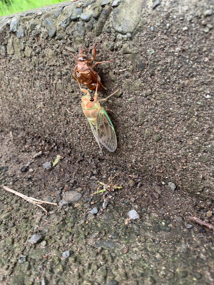 セミが一皮剥けようとしてる
俺も見習おう
