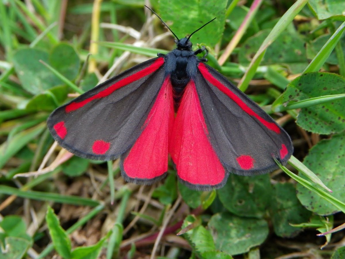 Cinnabar moth is a beautiful, brightly colored moth found across the Europe This moth is known for its red markings on forewings and scarlet hindwings. They live in meadows, wastelands, and downlands.