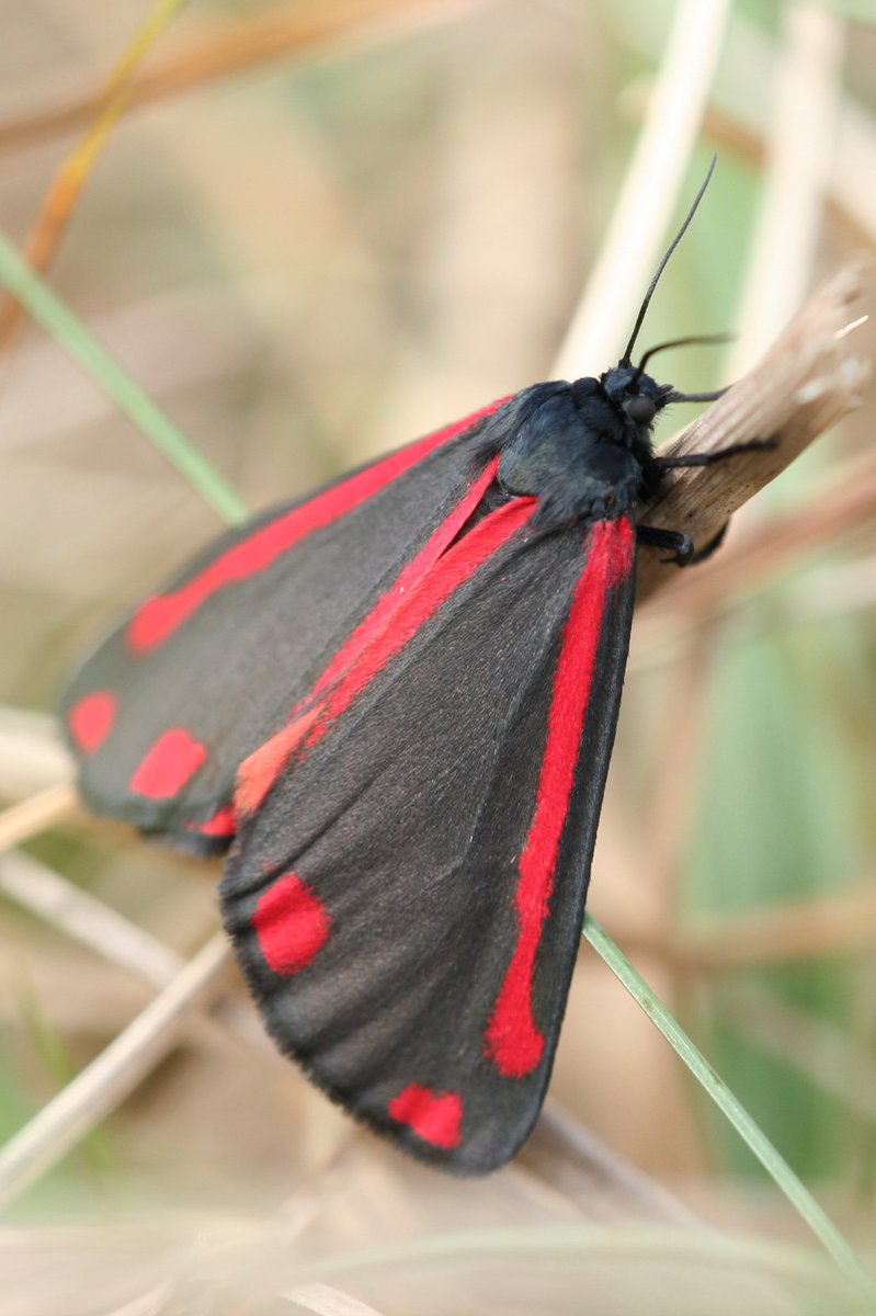 Cinnabar moth is a beautiful, brightly colored moth found across the Europe This moth is known for its red markings on forewings and scarlet hindwings. They live in meadows, wastelands, and downlands.