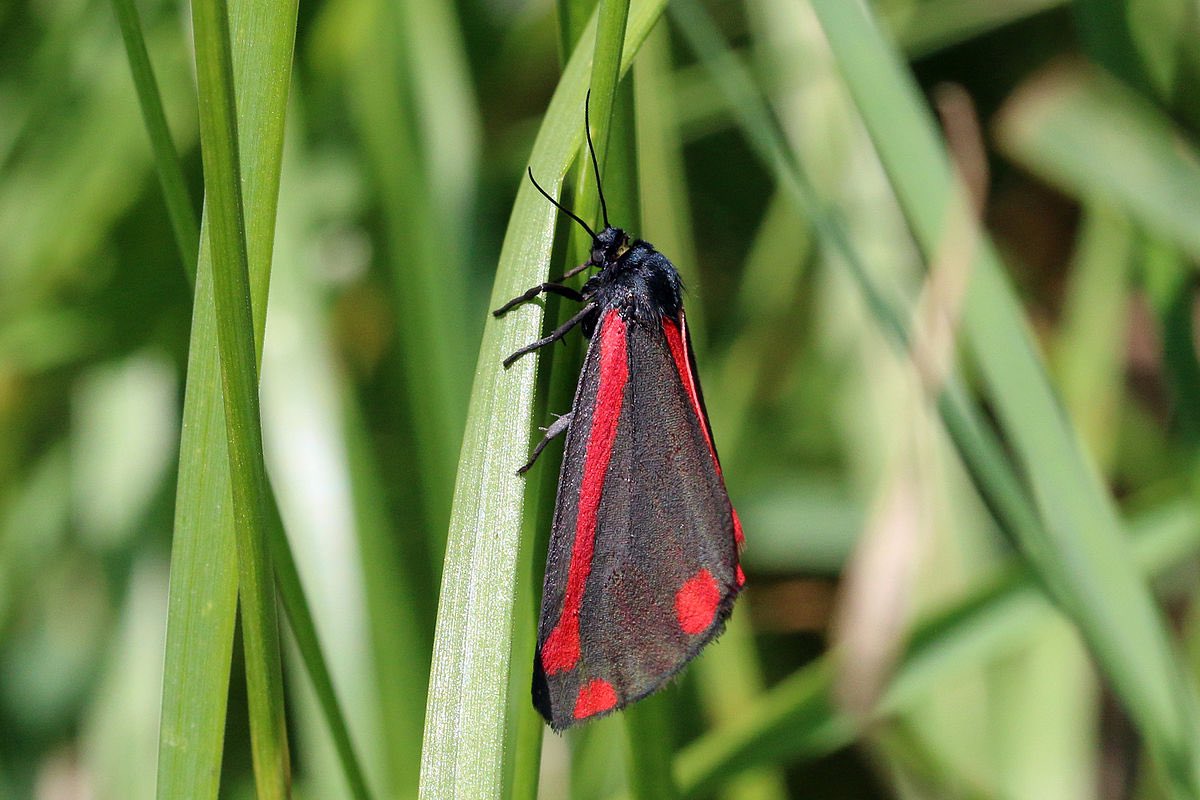 Cinnabar moth is a beautiful, brightly colored moth found across the Europe This moth is known for its red markings on forewings and scarlet hindwings. They live in meadows, wastelands, and downlands.