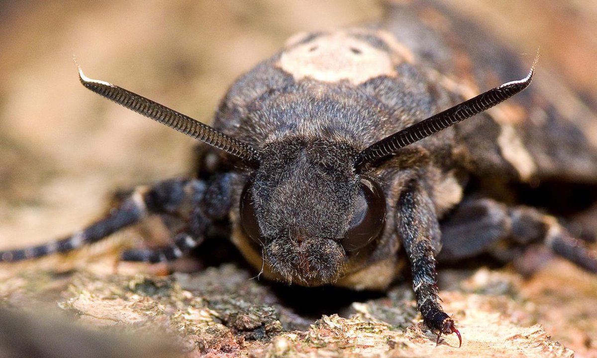 Death's-Head Moth The name refers to any of three moth species of the genus Acherontia. The former species is found in Europe and throughout Africa, the latter two are Asian