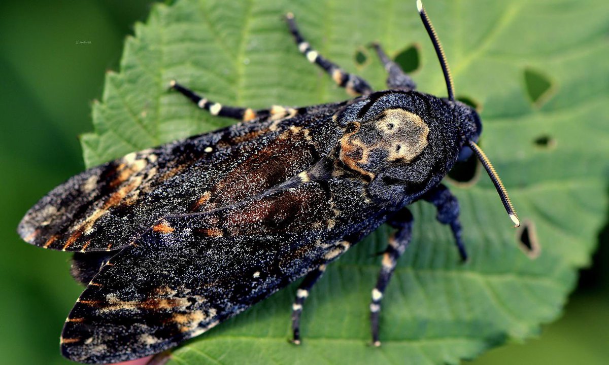Death's-Head Moth The name refers to any of three moth species of the genus Acherontia. The former species is found in Europe and throughout Africa, the latter two are Asian